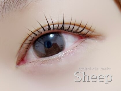 シープ(Sheep)の写真