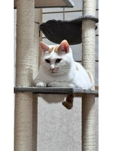 整体藍猫 岩本 テン