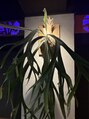 サロンエヌ(salon N) 居酒屋『うる虎』さんにうちの植物が飾ってあります♪