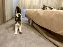 サロン ねこ/ねこは自由人