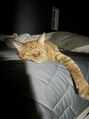 ユープラス(YU+)&nbsp;愛猫です。カメラフォルダーはこの子だらけー
