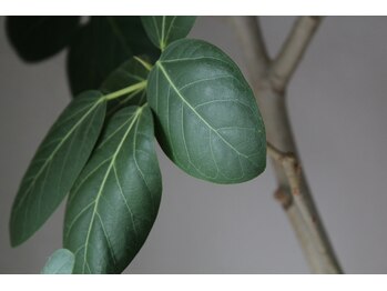 ソラリ(solari)/植物は静かに受け止めてる