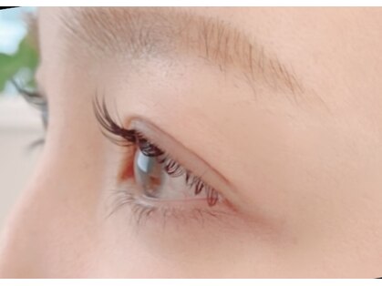 リノ(Lino)の写真