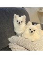 デザインケー 本店(design K) ワンチャンを2匹飼っています☆(左:こー輔 右:くー汰)