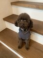 アトリエ エミュ(atelier emu) 愛犬れお君です*