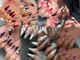 ヴェティール(Vetiur)の写真