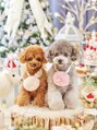 ブレデサガ(B’lady Saga) 愛犬が2匹います!タイニーとティーカップのプードルです♪