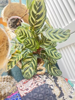 マシュマロハンド/よもぎ蒸し/冷え/むくみ改善