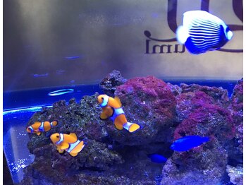ユウウミ 北谷店(You海)/#水槽のあるサロン#アクアリウム
