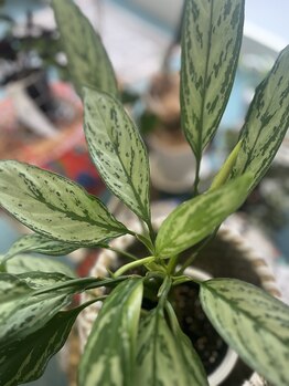 マシュマロハンド/よもぎ蒸し/冷え/むくみ改善