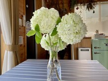 わたなべ整体院/院内の植物１