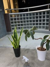 青梅やわらか整体/観葉植物の手入れも怠りません！