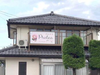 プロテア(Protea)/◇外観◇