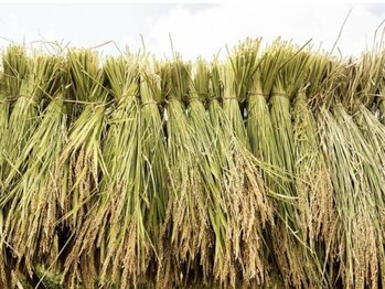 アステキ(ASUTEKI)/まこも蒸しの在来種使用。