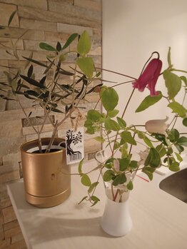 ランポ(Lampo)/ツボ押し