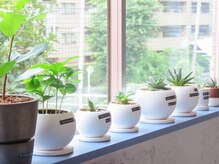 ニット(Knit)/店内グリーン