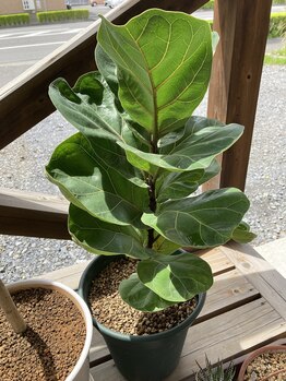 わたなべ整体院/院内の植物3