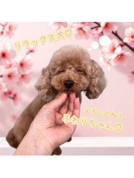 晴(HARE)/癒しの看板犬「ふわりちゃん」