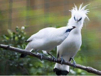 アジアンリラクゼーション ヴィラ 大橋店(asian relaxation villa)/バリ島 珍しい野鳥