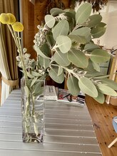 わたなべ整体院/院内の植物５