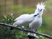 アジアンリラクゼーション ヴィラ 福岡東店(asian relaxation villa)/バリ島　珍しい野鳥