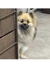 ひとみノさき&nbsp;金 タヌキ