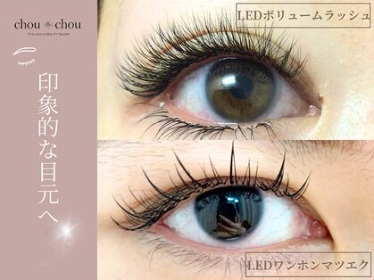 シュシュ(chou chou)の写真