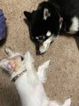 エージー(AG) 愛犬黒柴(タイム)とマルジャック(しゅがー)