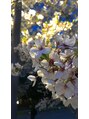 ポーラ ザ ビューティ 南海堺店(POLA THE BEAUTY) 自宅近くの桜。夜ライトアップされてて綺麗。春を感じました^_^