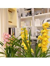 ドクターユウフク アンド 優福(Dr.yufuku)&nbsp;小浜 桑