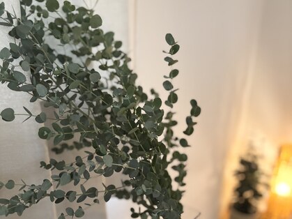 ミドリ(midori)の写真