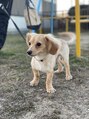 マハロ(mahalo)&nbsp;チワックス飼ってます！ぜひ家族自慢聞かせてください♪