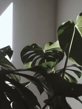 ヴェルニ(VERNI)&nbsp;Misa 