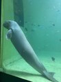 クサラ ハーン 堺筋本町店&nbsp;海で見れなかった生物を水族館で見るのも好きです。