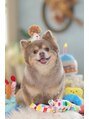 エスパス アイラッシュサロン(ESPACE)&nbsp;我が家の天使♪ポメチワのはるおくんです> <
