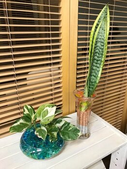 イヤシス アルプラザ敦賀店/緑の癒し空間♪