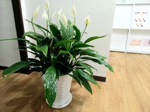 プレッシュ(Presh)/サロンの植物