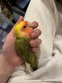ボー(BeAu) 愛鳥コザクラインコのとらです！インコがこんなに懐くとは…^ ^