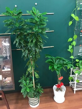 イヤシス アルプラザ敦賀店/緑の癒し癒し空間♪