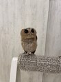 レアリス 学芸大学整体院(Rearis)&nbsp;将来はパグとフクロウを飼う予定です！