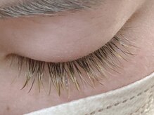 リリー(Lily)/カラーフラットラッシュ