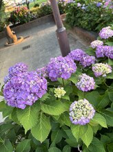 さら紗/紫陽花の季節