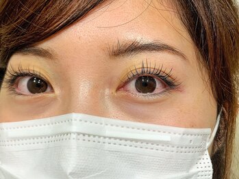 ルピナス(Lupinus)/セーブル160本