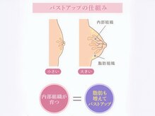 内部組織が成熟するほど、バストは大きくなる！！