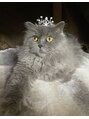 ネイルアンドまつ毛エクステ ルーナ 八王子店 実家で猫飼ってます!