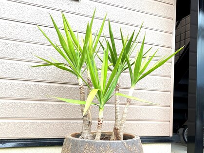 マゴノテ(MAGONOTE)の写真