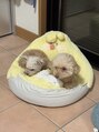 デイシー ネイルアンドアイラッシュ 新宿(deicy) トイプードル2匹飼ってます