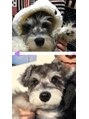 シピー(chipie by anon) シュナウザー是非お話ししましょう♪春日原/大野城