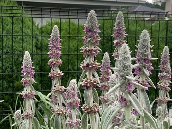 ここつ漢方薬店 二俣川院/芽吹き時にはホルモンが乱れがち