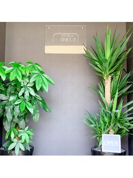 アネラ 燕三条/観葉植物